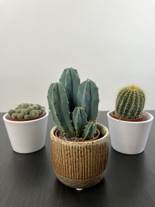 Kaktus-6cm-malý